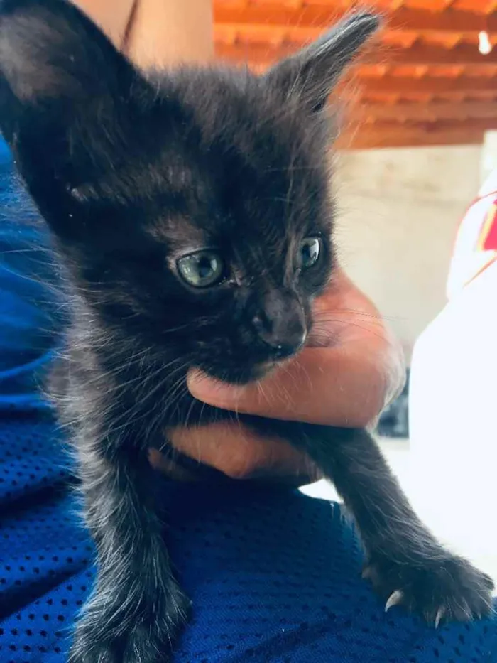 Gato ra a  idade Abaixo de 2 meses nome Não tem nome 
