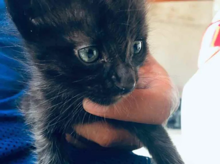 Gato ra a  idade Abaixo de 2 meses nome Não tem nome 