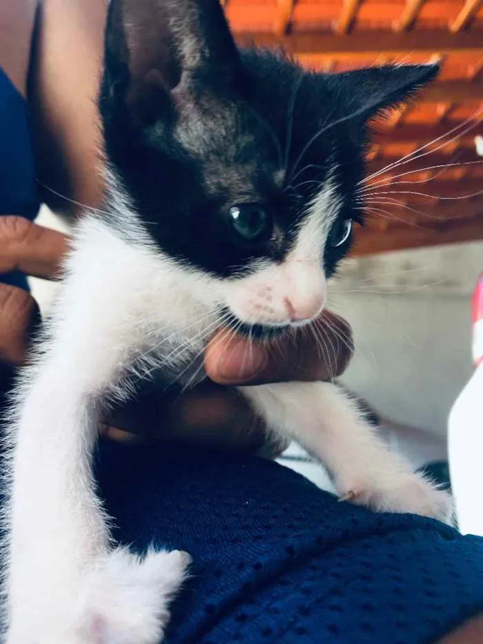 Gato ra a  idade Abaixo de 2 meses nome Não tem nome 