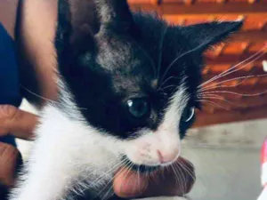 Gato raça  idade Abaixo de 2 meses nome Não tem nome 
