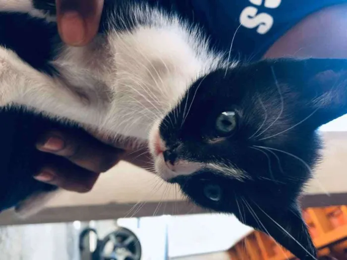 Gato ra a SRD-ViraLata idade Abaixo de 2 meses nome Não tem nome 