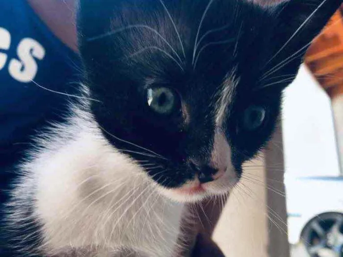 Gato ra a SRD-ViraLata idade Abaixo de 2 meses nome Não tem nome 