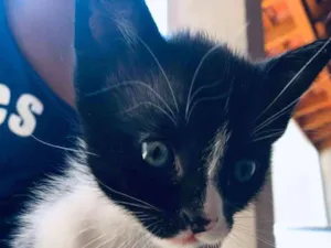 Gato raça SRD-ViraLata idade Abaixo de 2 meses nome Não tem nome 