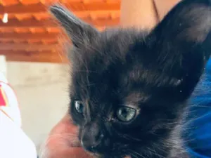 Gato raça  idade Abaixo de 2 meses nome Não tem nome 
