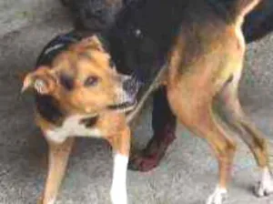 Cachorro raça Vira lata mistura de raça idade 2 anos nome Bob