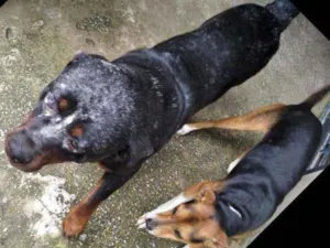 Cachorro raça Rotwaller idade 2 anos nome Bolt