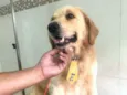 Simba