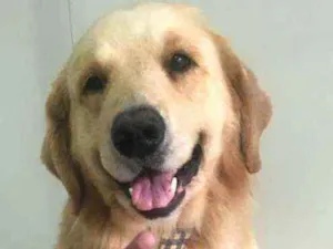 Cachorro raça Golden  idade 2 anos nome Simba 
