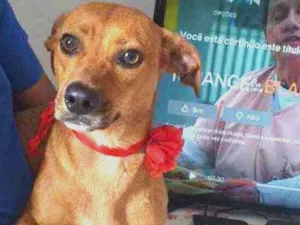 Cachorro raça  idade 7 a 11 meses nome Mel 