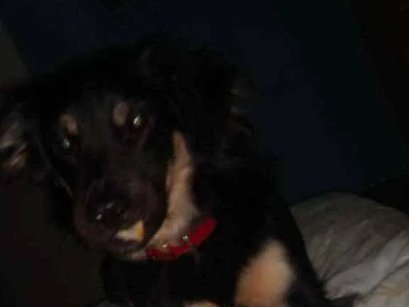 Cachorro raça SRD idade 3 anos nome Zeus