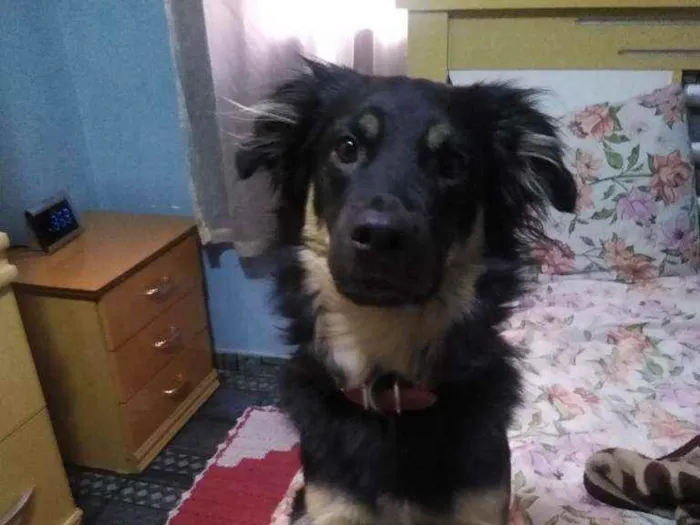 Cachorro raça SRD idade 3 anos nome Zeus