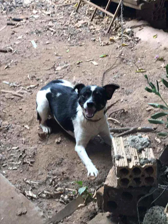 Cachorro ra a SRD idade 2 anos nome Diana
