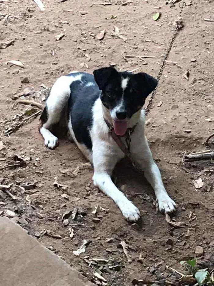 Cachorro ra a SRD idade 2 anos nome Diana