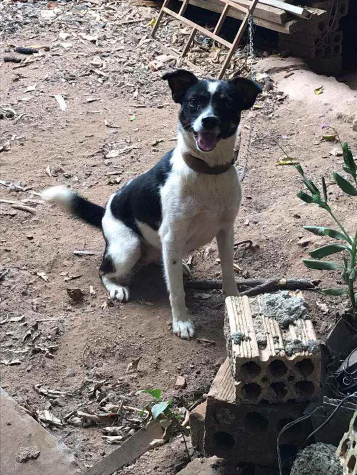 Cachorro ra a SRD idade 2 anos nome Diana