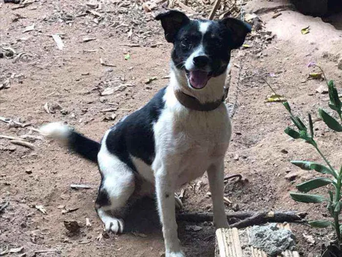 Cachorro ra a SRD idade 2 anos nome Diana