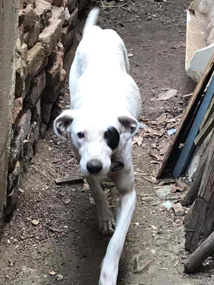 Cachorro ra a SRD idade 5 anos nome Pirata