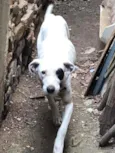 Pirata