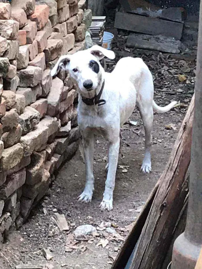 Cachorro ra a SRD idade 5 anos nome Pirata