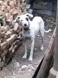 Pirata