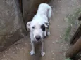 Pirata