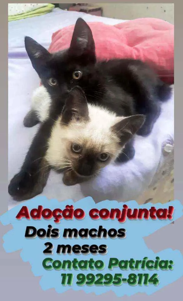 Gato ra a SRD idade Abaixo de 2 meses nome Gatinhos