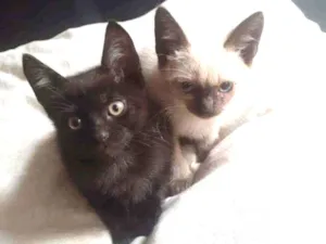 Gato raça SRD idade Abaixo de 2 meses nome Gatinhos