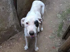 Cachorro raça SRD idade 5 anos nome Pirata