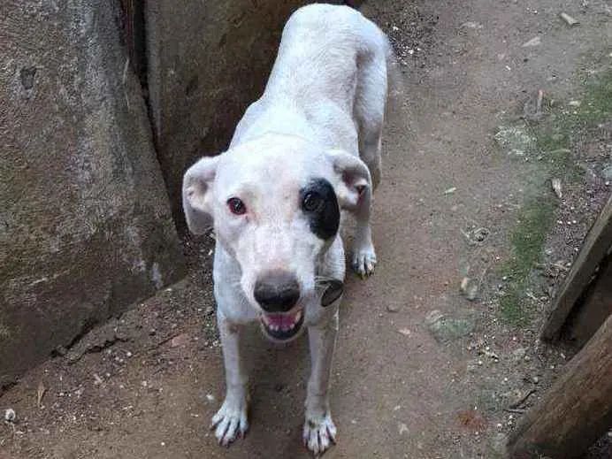 Cachorro ra a SRD idade 5 anos nome Pirata
