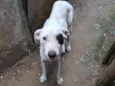 Pirata