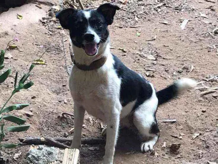 Cachorro ra a SRD idade 2 anos nome Diana
