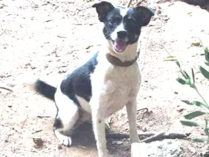 Cachorro raça SRD idade 2 anos nome Diana