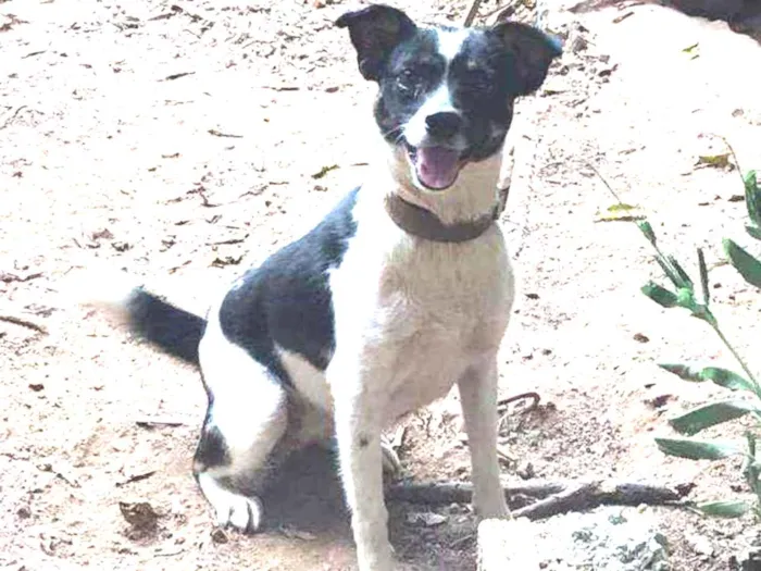 Cachorro ra a SRD idade 2 anos nome Diana