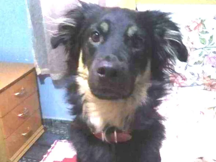 Cachorro raça SRD idade 3 anos nome Zeus