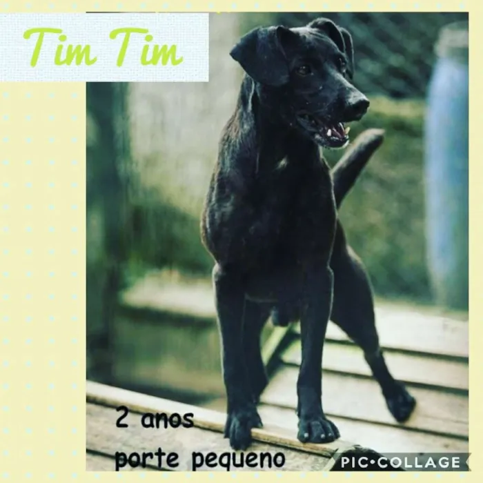 Cachorro ra a SRD-ViraLata idade 2 anos nome TIM TIM
