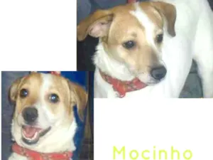 Cachorro raça SRD-ViraLata idade 4 anos nome MOCINHO