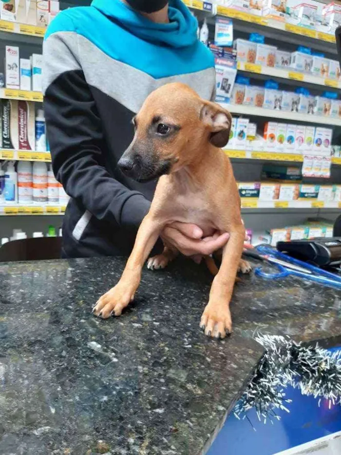 Cachorro ra a SRD idade 2 a 6 meses nome Ben