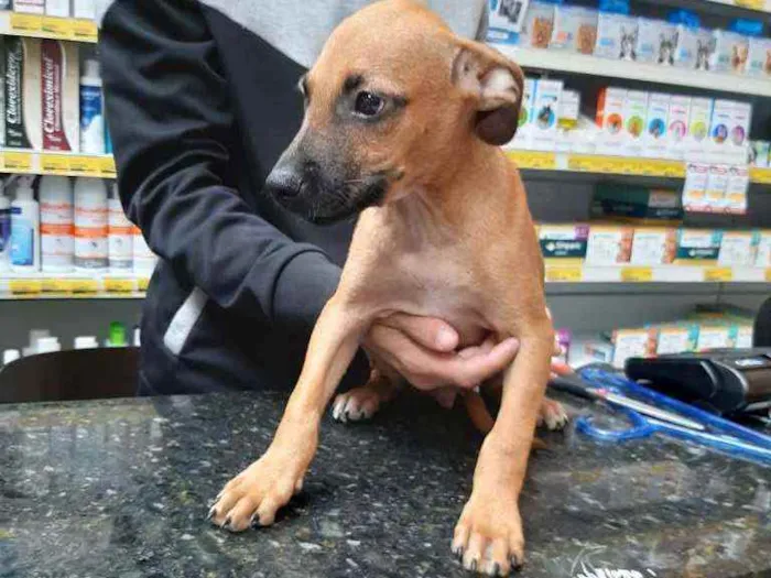 Cachorro ra a SRD idade 2 a 6 meses nome Ben