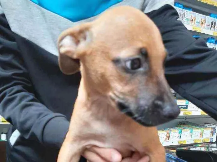 Cachorro ra a SRD idade 2 a 6 meses nome Ben