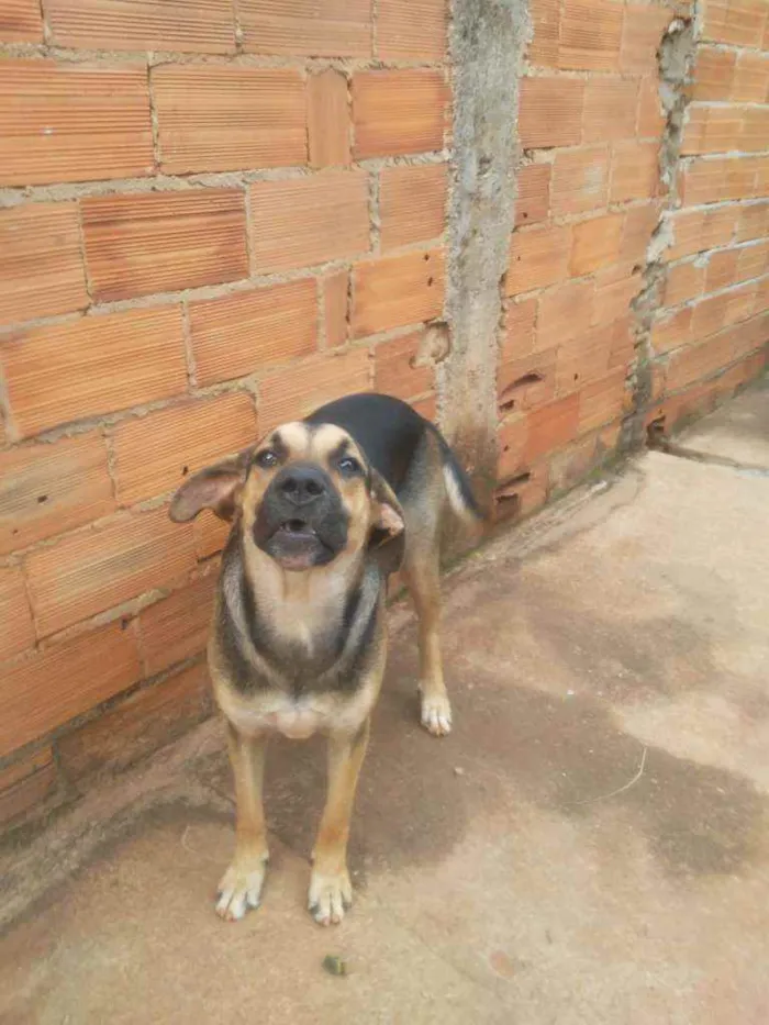 Cachorro ra a Indefinida idade 7 a 11 meses nome Pretinha