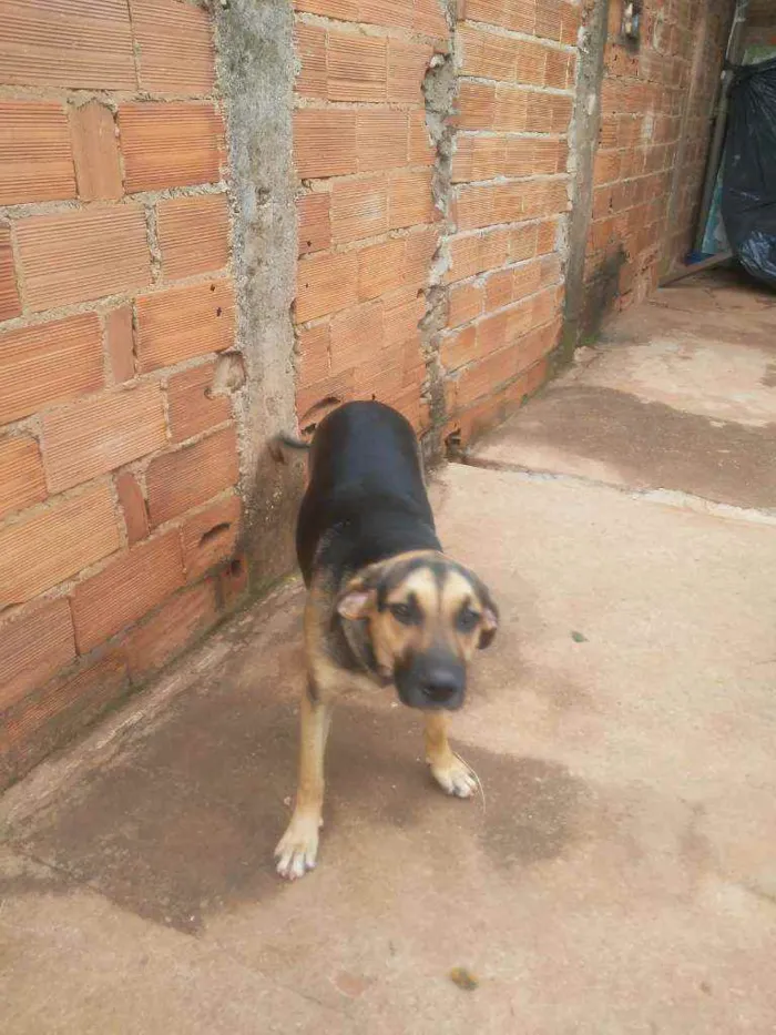 Cachorro ra a Indefinida idade 7 a 11 meses nome Pretinha