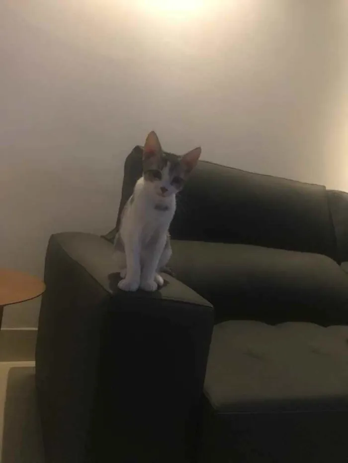 Gato ra a SRD idade 2 a 6 meses nome Gatinha