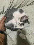 Gatinha