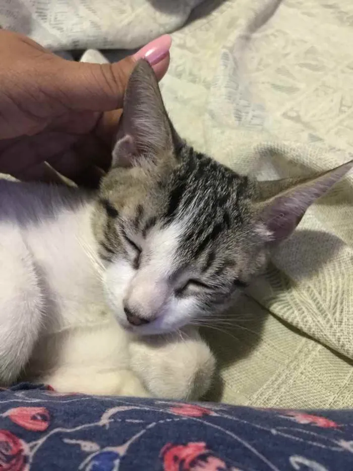 Gato ra a SRD idade 2 a 6 meses nome Gatinha