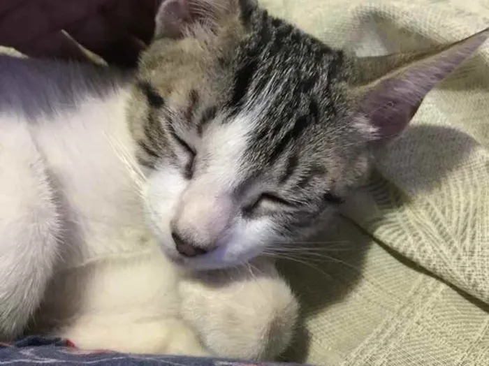 Gato ra a SRD idade 2 a 6 meses nome Gatinha