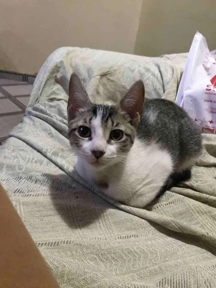 Gato ra a SRD idade 2 a 6 meses nome Gatinha