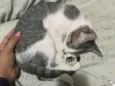 Gatinha