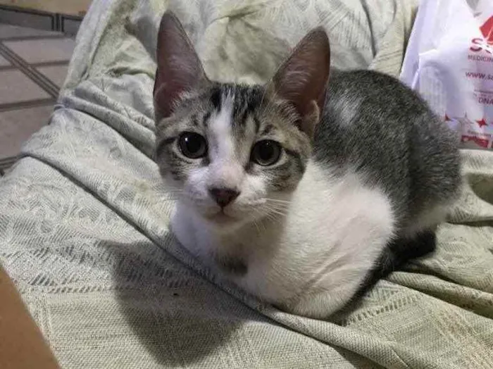 Gato ra a SRD idade 2 a 6 meses nome Gatinha