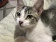 Gatinha