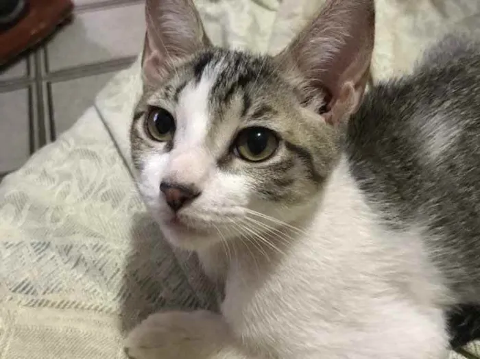 Gato ra a SRD idade 2 a 6 meses nome Gatinha