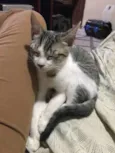 Gatinha